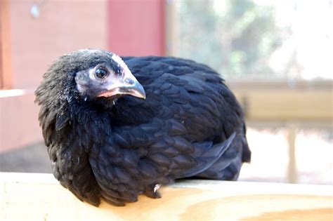 10 week old black australorp|black australorp temperament.